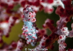 Pygmy Seahorse by George Touliatos 